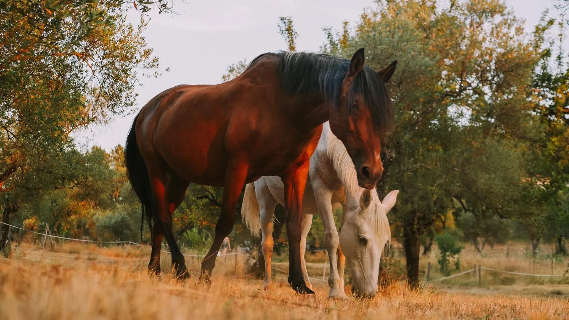 Penzion Finca El Moro - Casita Del Cerro Aracena Venkovský dům